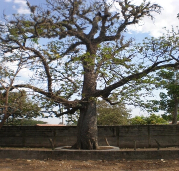 El zapote arbor histrico de nuestra bella ciudad